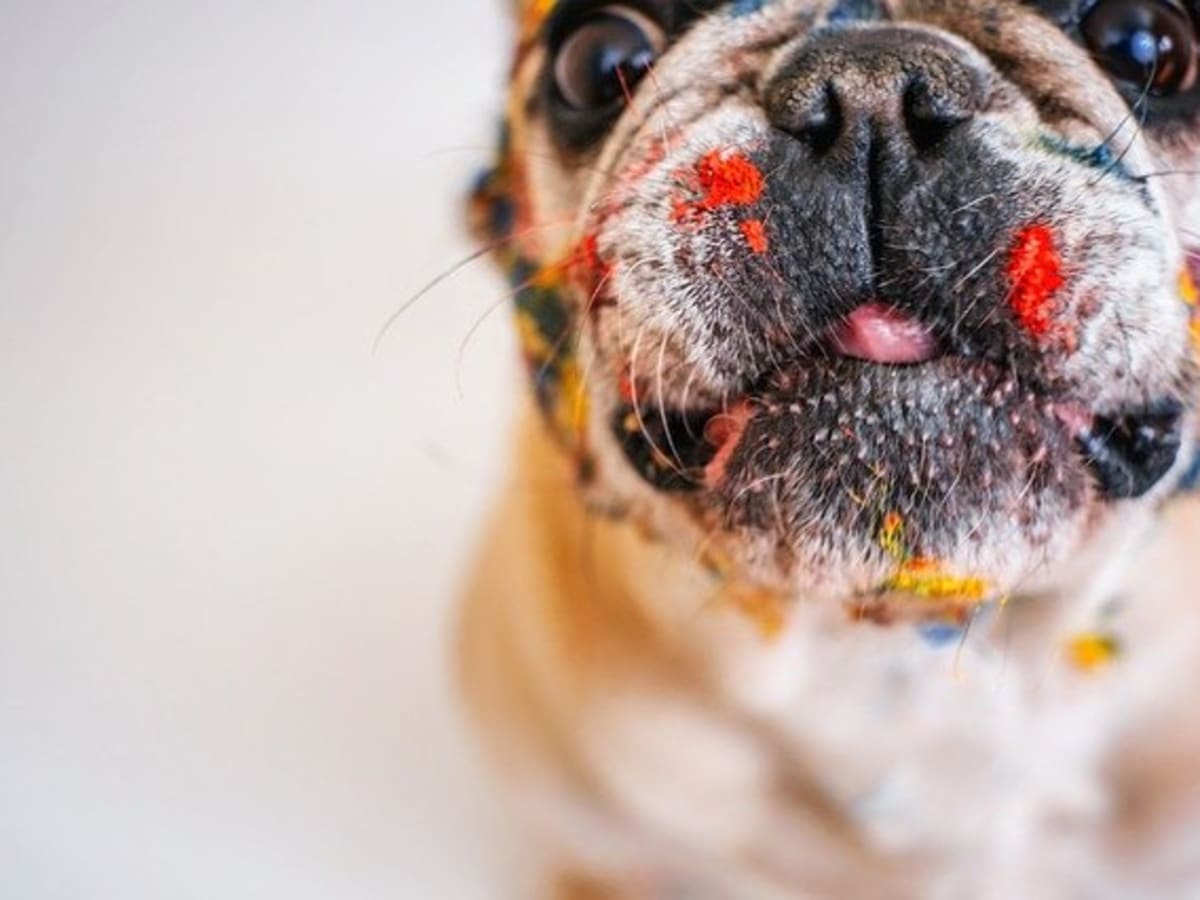 Ask the Vet My Dog Ate Crayons Dog Discoveries