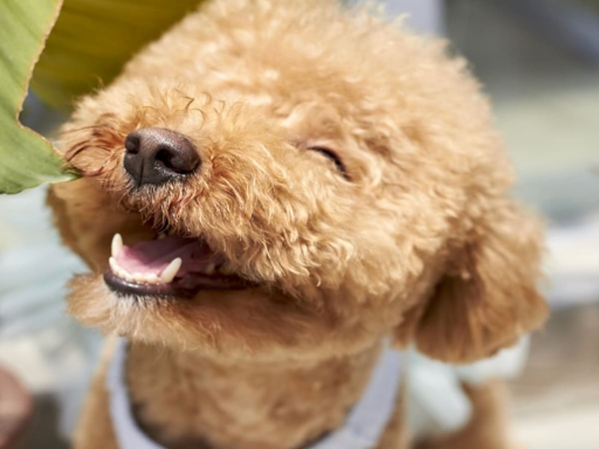 Dogs do smile on sale