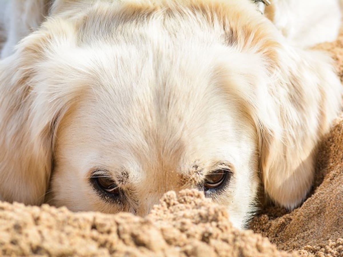 Dog keeps eating grass and cheap dirt