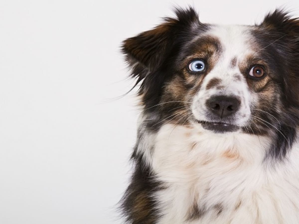 Puppies with two shop different colored eyes