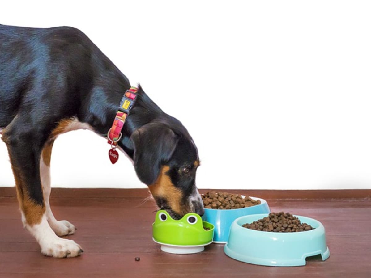 Are Allergies to Plastic Bowls in Dogs Real Dog Discoveries