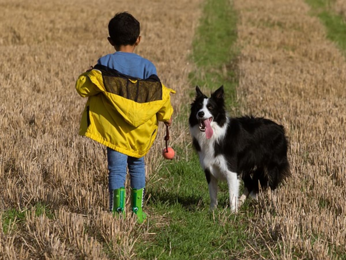 Why Does My Dog Bark at Children Dog Trainer Answers Dog