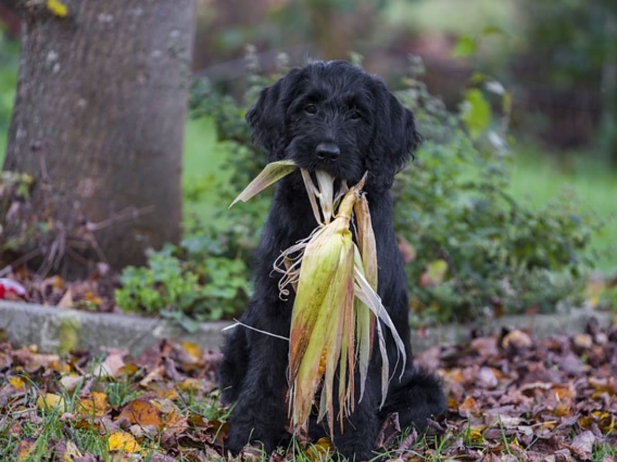 Ask the Vet What to Do if Your Dog Ate Corn Cobs Dog Discoveries