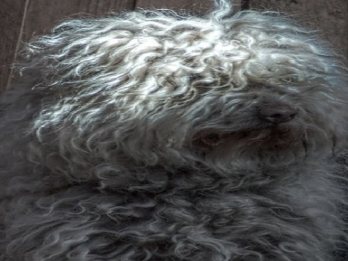 Dogs that have dreads discount