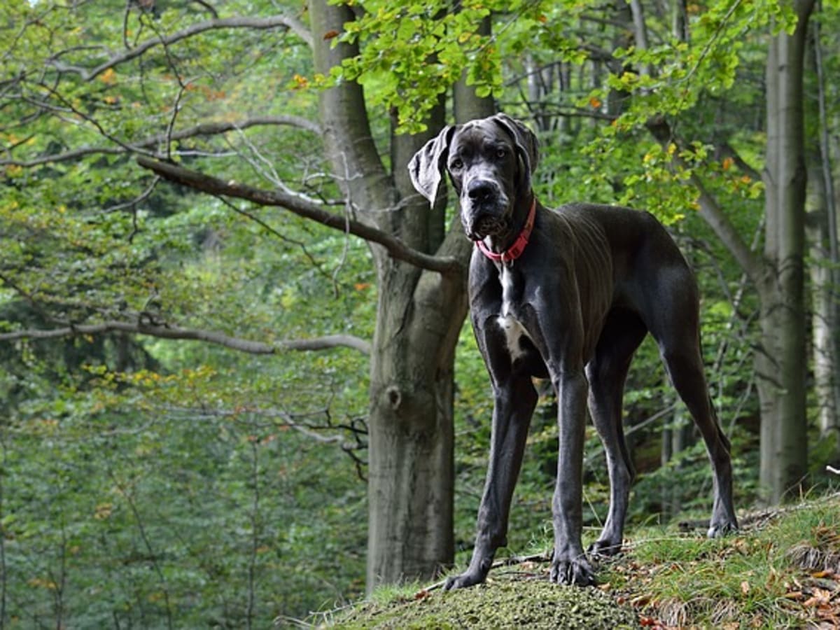 Black great cheap dane breeders