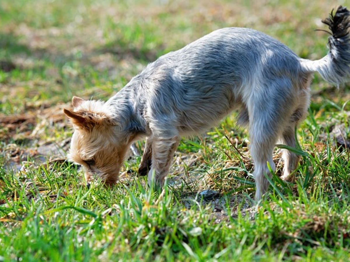 Dog ravenously eating grass cheap