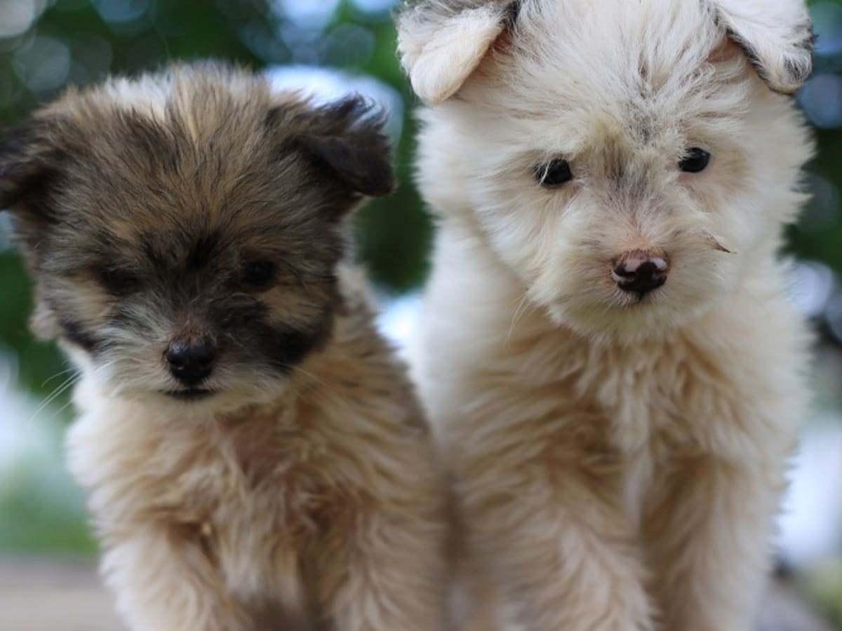Puppies shop first worming