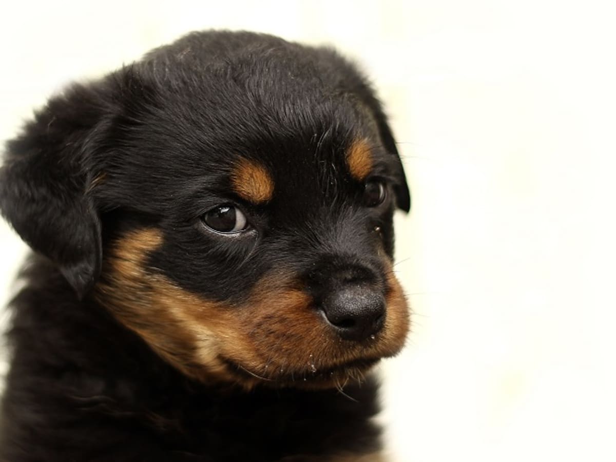 Tail docking rottweiler puppies on sale