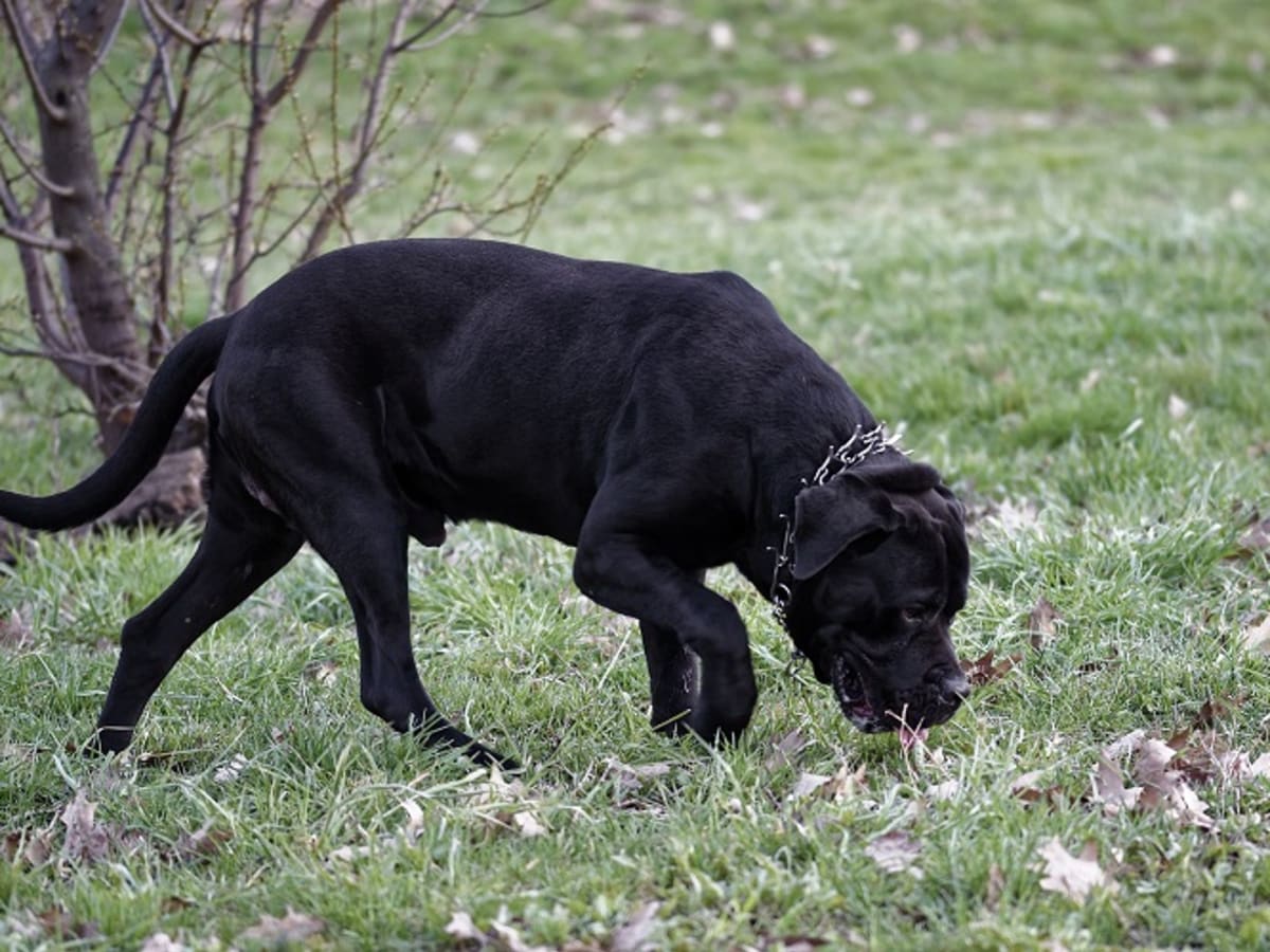 Plastic pinch online collars for dogs