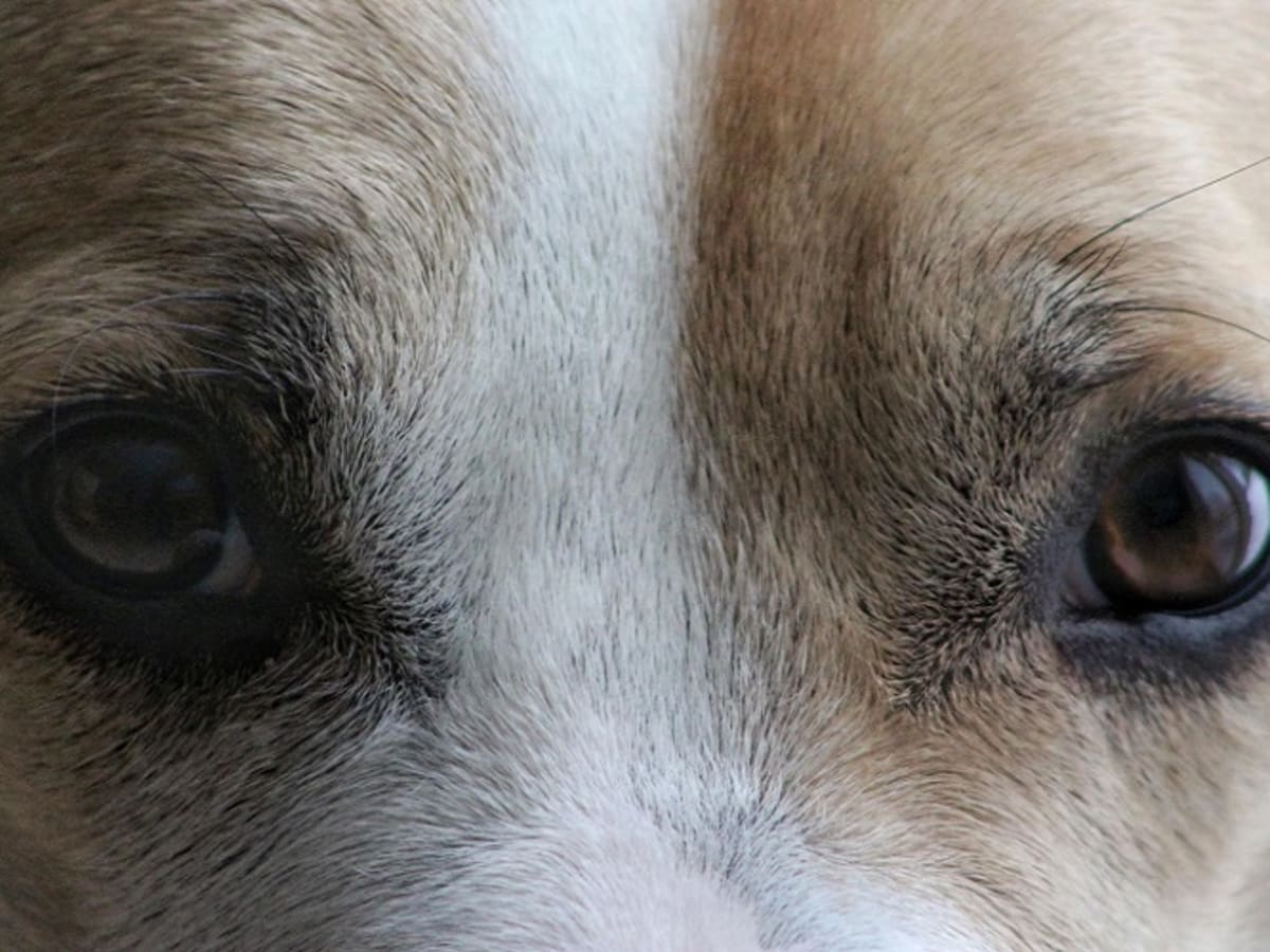 My Dog Has A Dark Area in the Eye s Iris Dog Discoveries