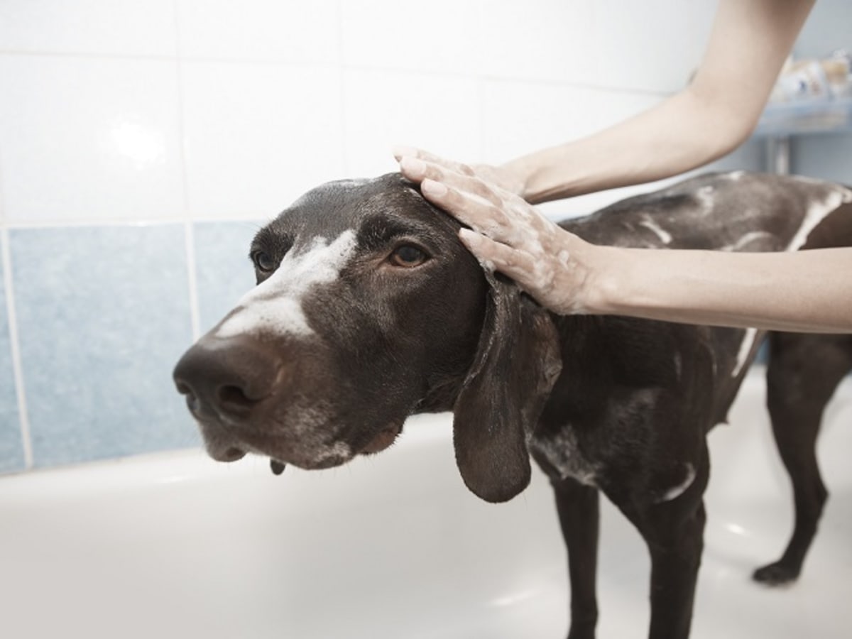 Can i wash puppy with baby shampoo store