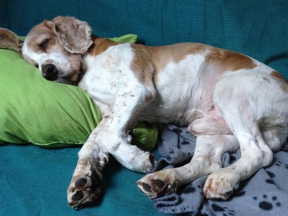 Dog coughing sale at night