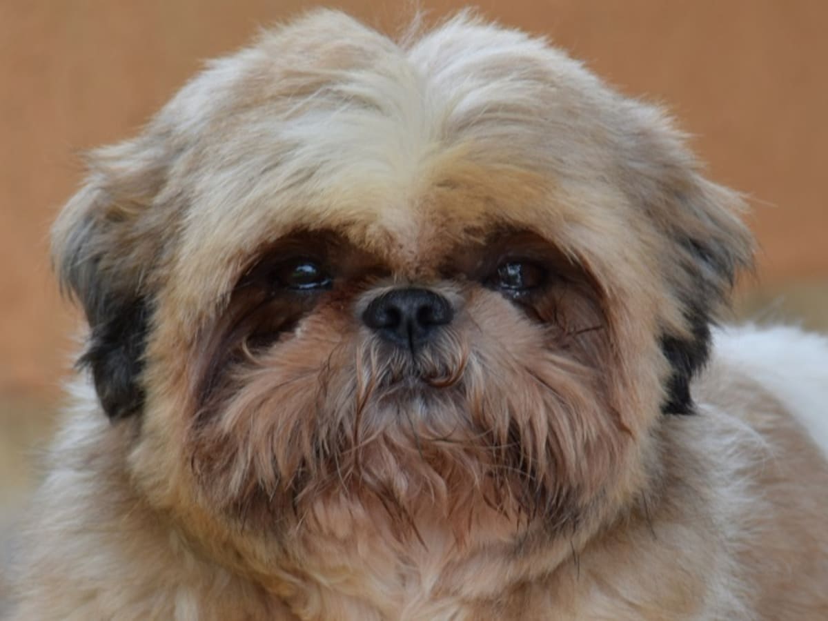 Ask the Vet My Dog Ate Raisins Dog Discoveries