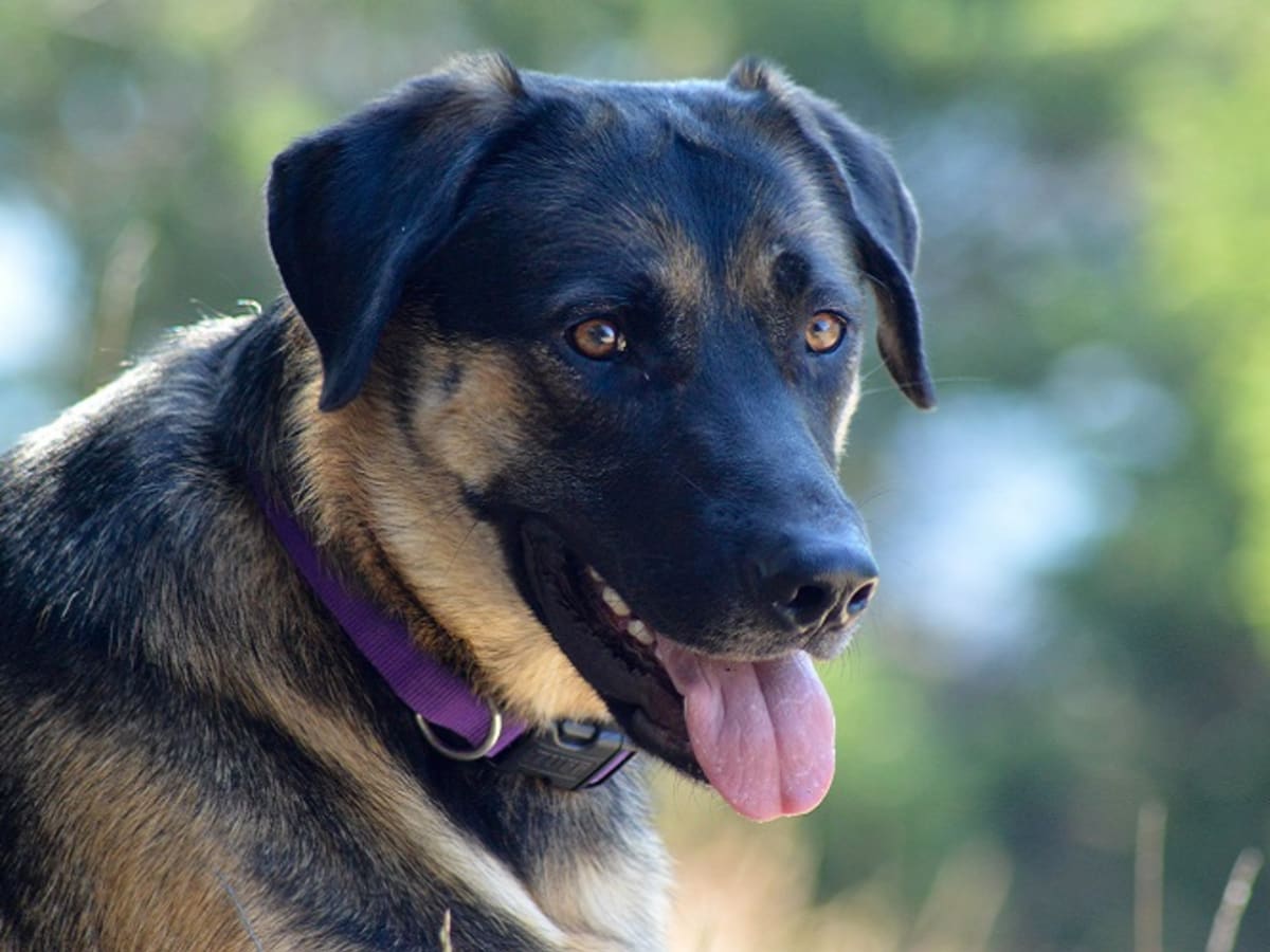 Otc medicine for kennel cough cheap