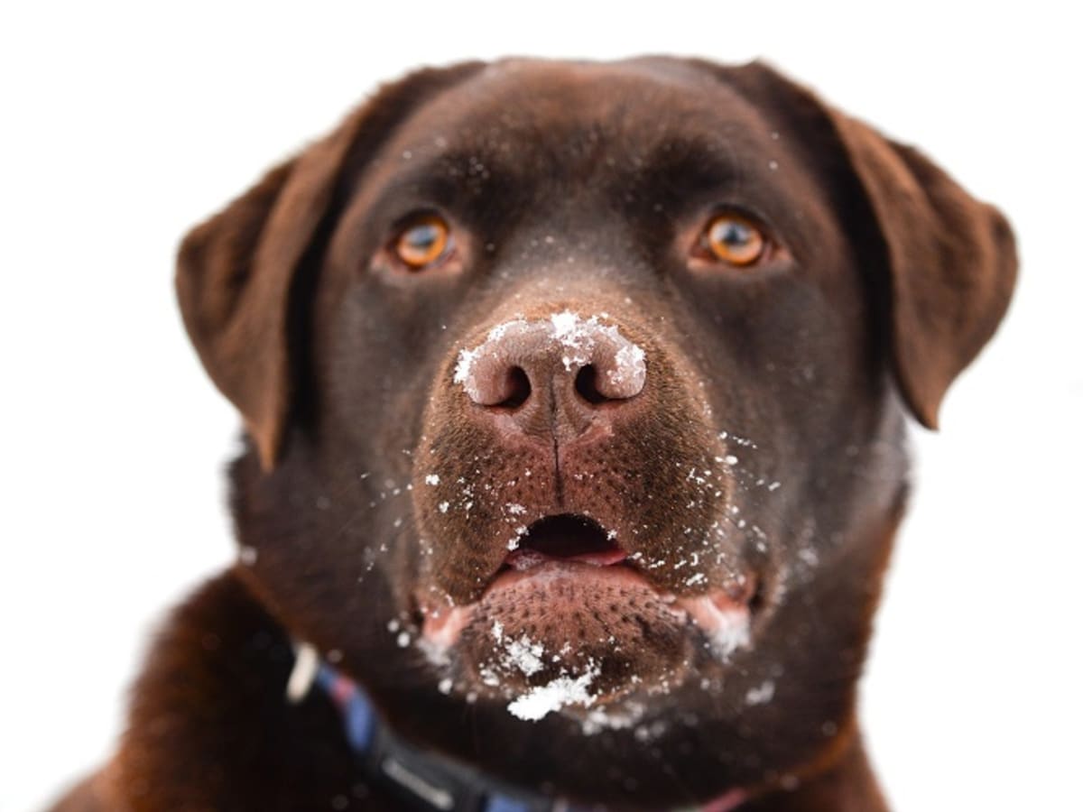 Dog stomach flip surgery cost hot sale