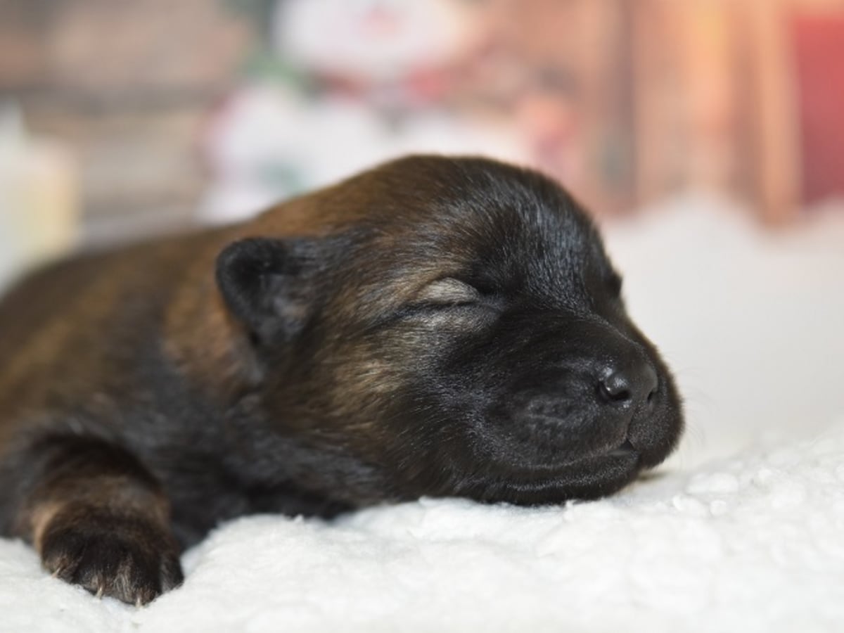 How to prevent puppy from cheap getting parvo