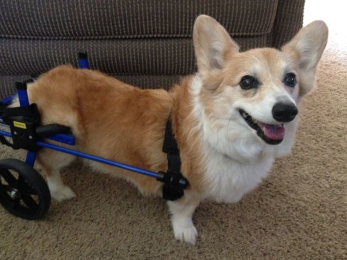 Corgi back legs not working online