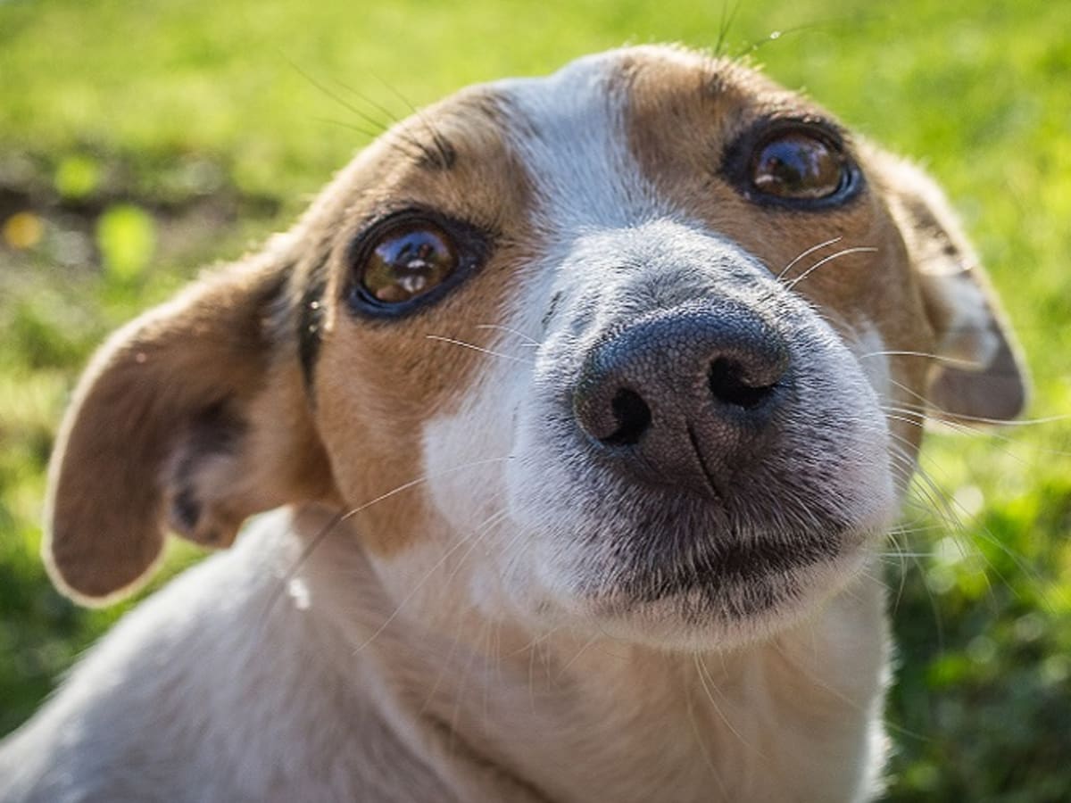 Dog diabetic sale shock