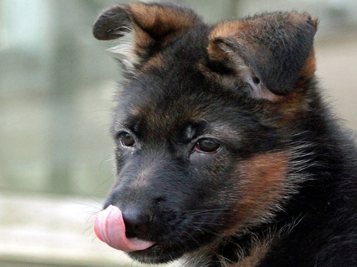 When Do German Shepherd Puppy Ears Stand Up Dog Discoveries