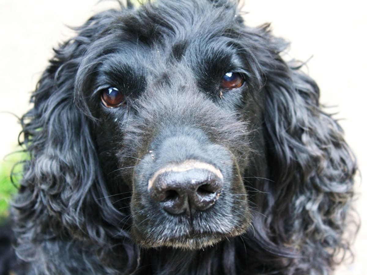 Average cost of hotsell cataract surgery for dogs