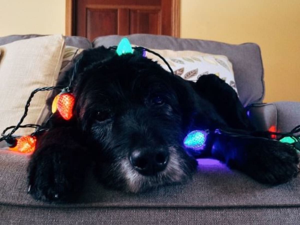 Dog ate electrical wire online