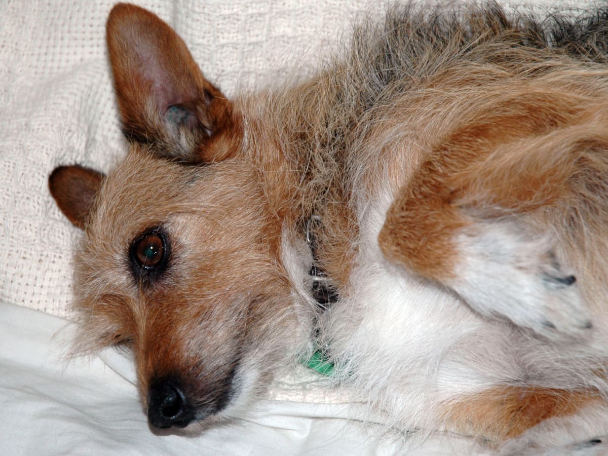 Rods in shop dogs ears