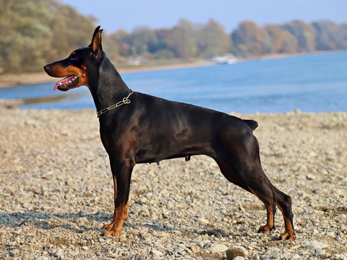 Blue cheap coat doberman