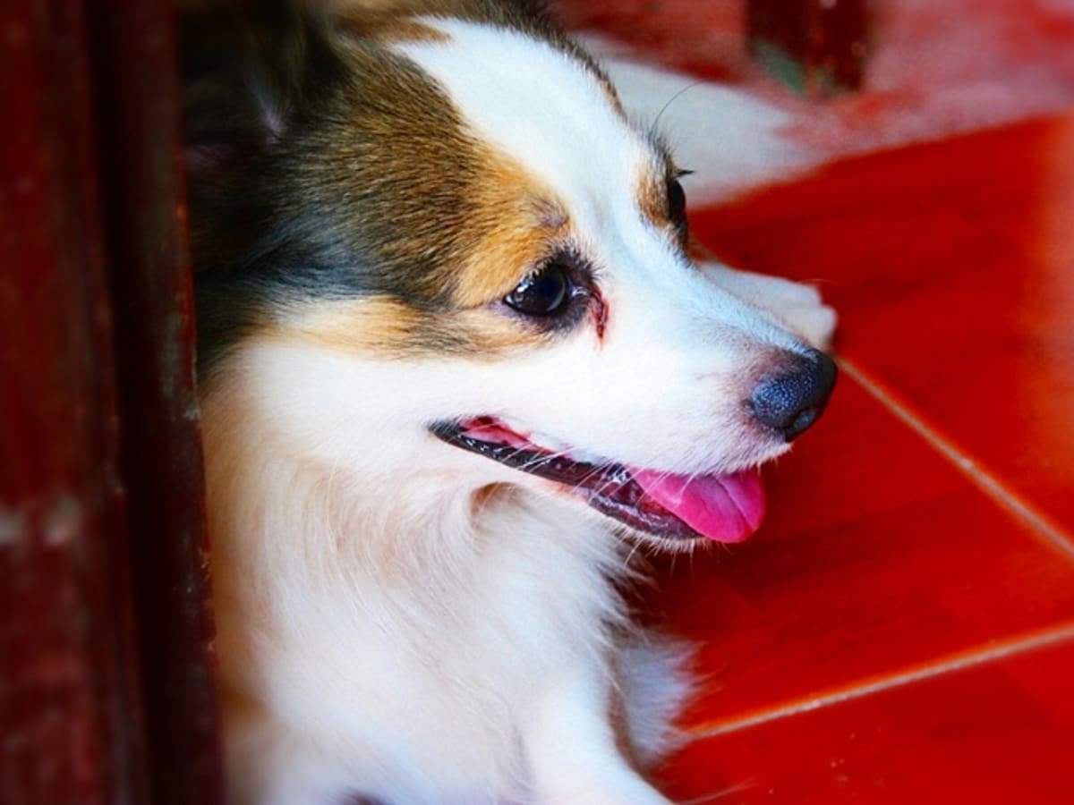 Apoquel side effects in dogs urination top