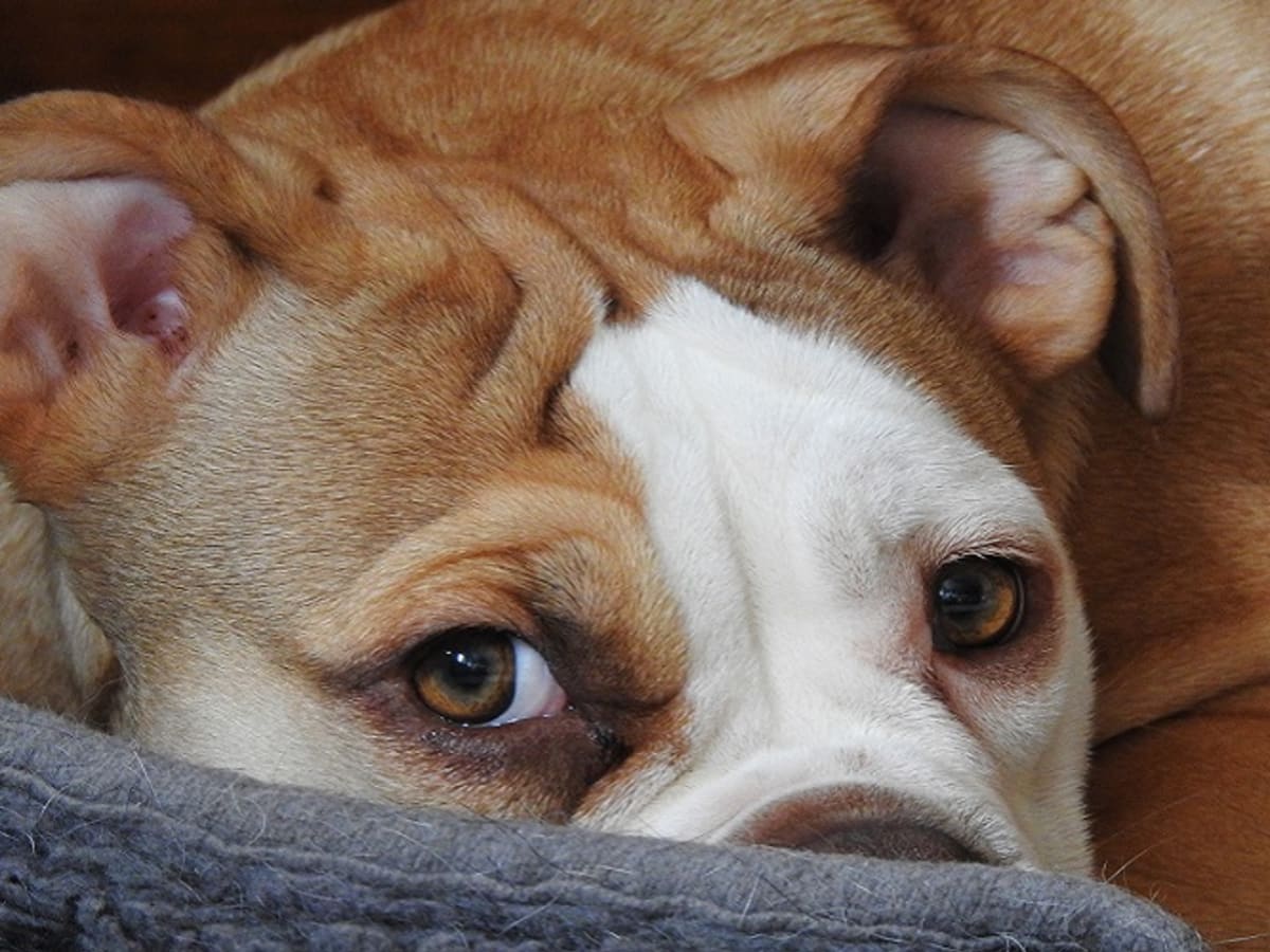 Dog Leg Sprain Versus Fracture Dog Discoveries