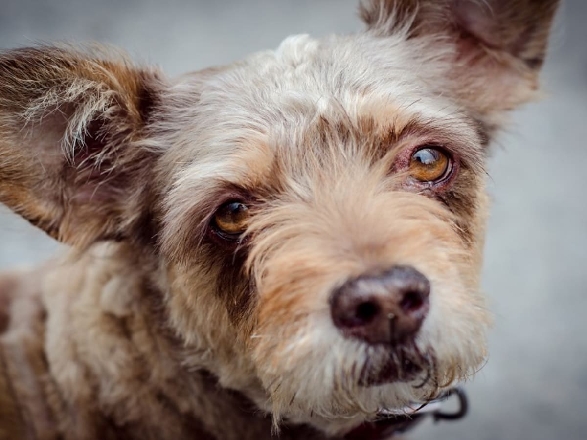 Merthiolate online for dogs