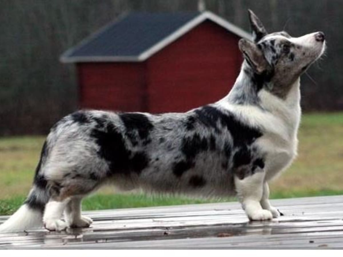 Seven Fascinating Dog Coat Color Patterns Dog Discoveries
