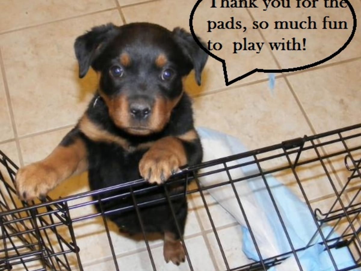 Understanding Dog Pee Pads and How They Work Dog Discoveries