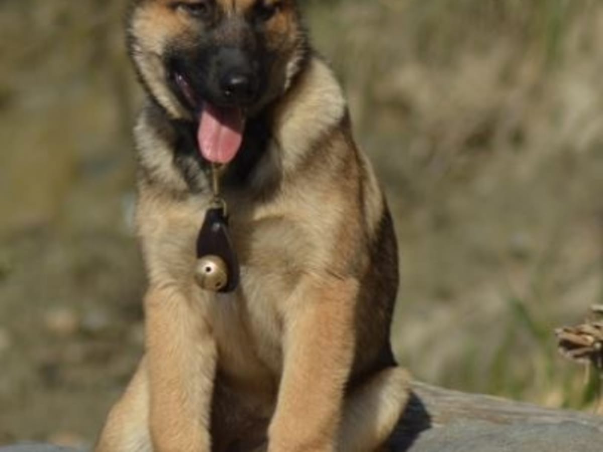 German shepherd rapid breathing sales