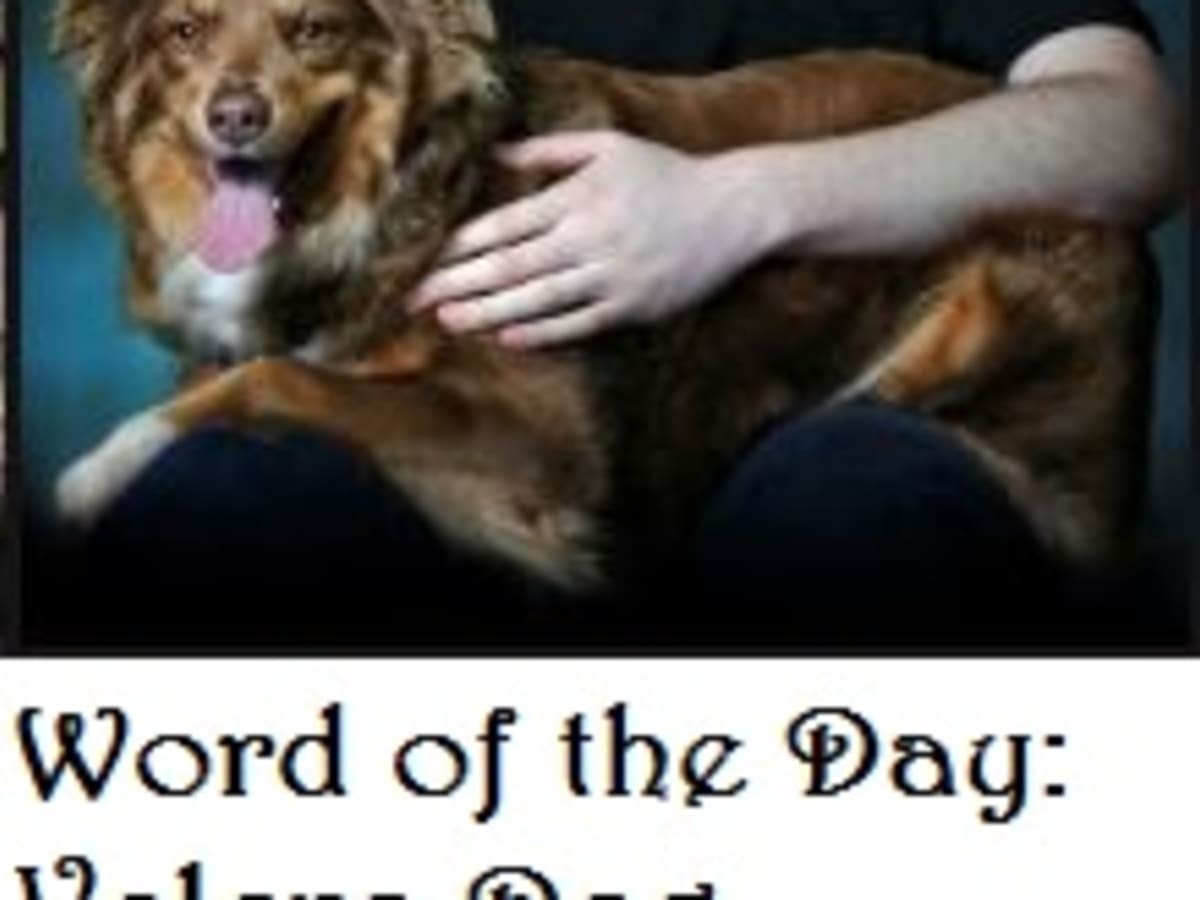 Dealing with hot sale a velcro dog