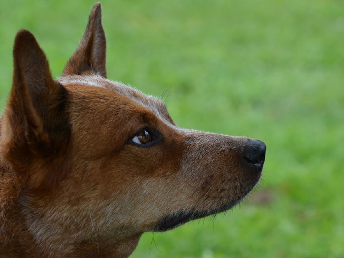 Northumberland blue clearance merle drovers dog