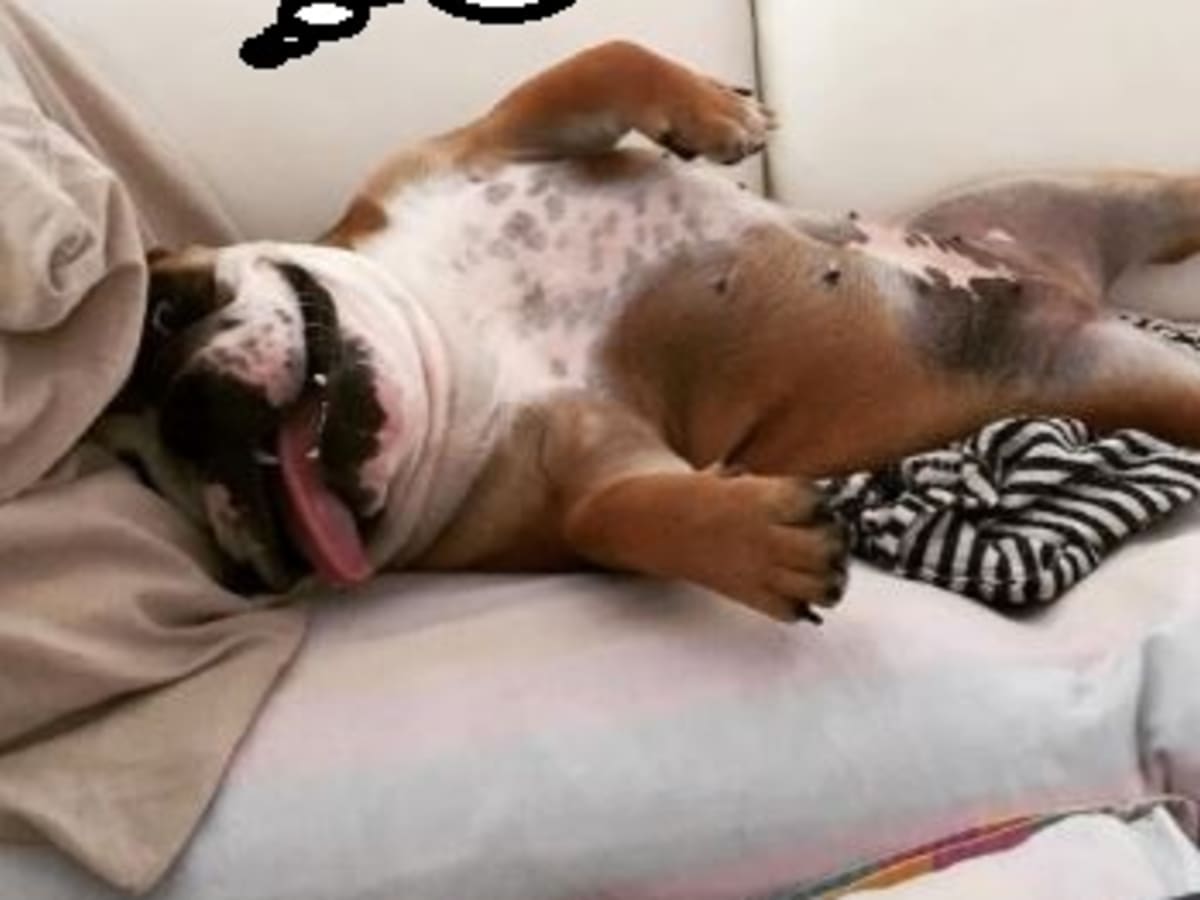 Do top puppies snore