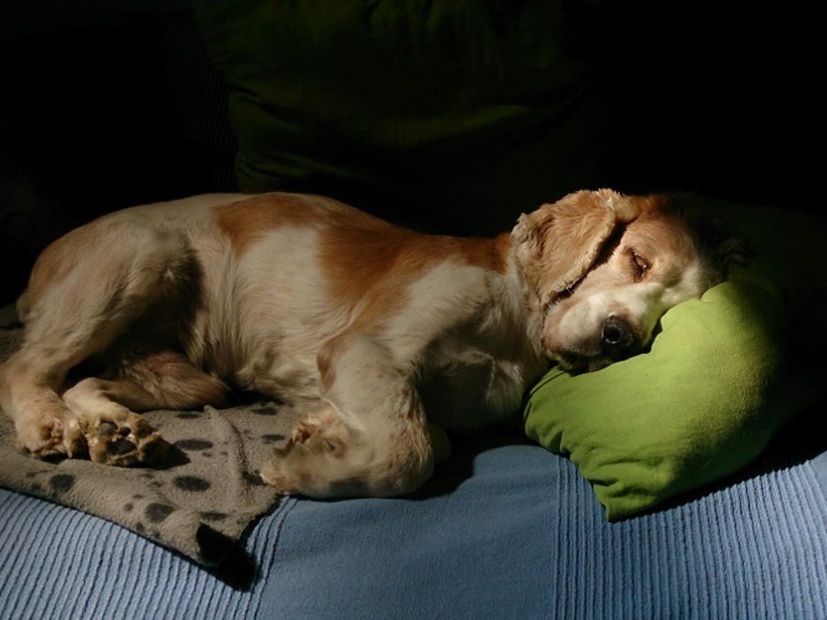 Собака на руках во сне. Сонный пес.