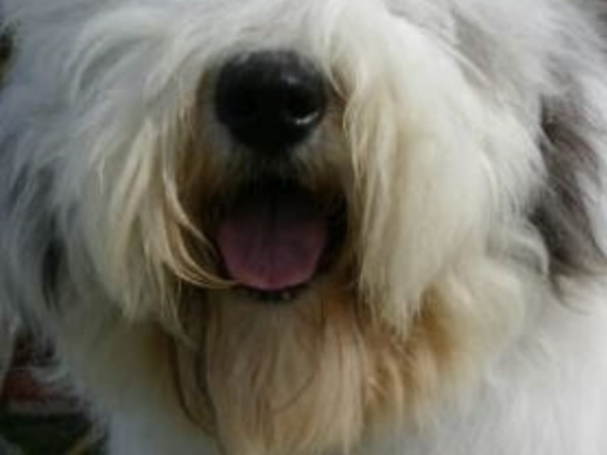 Dog with hair discount on eyes