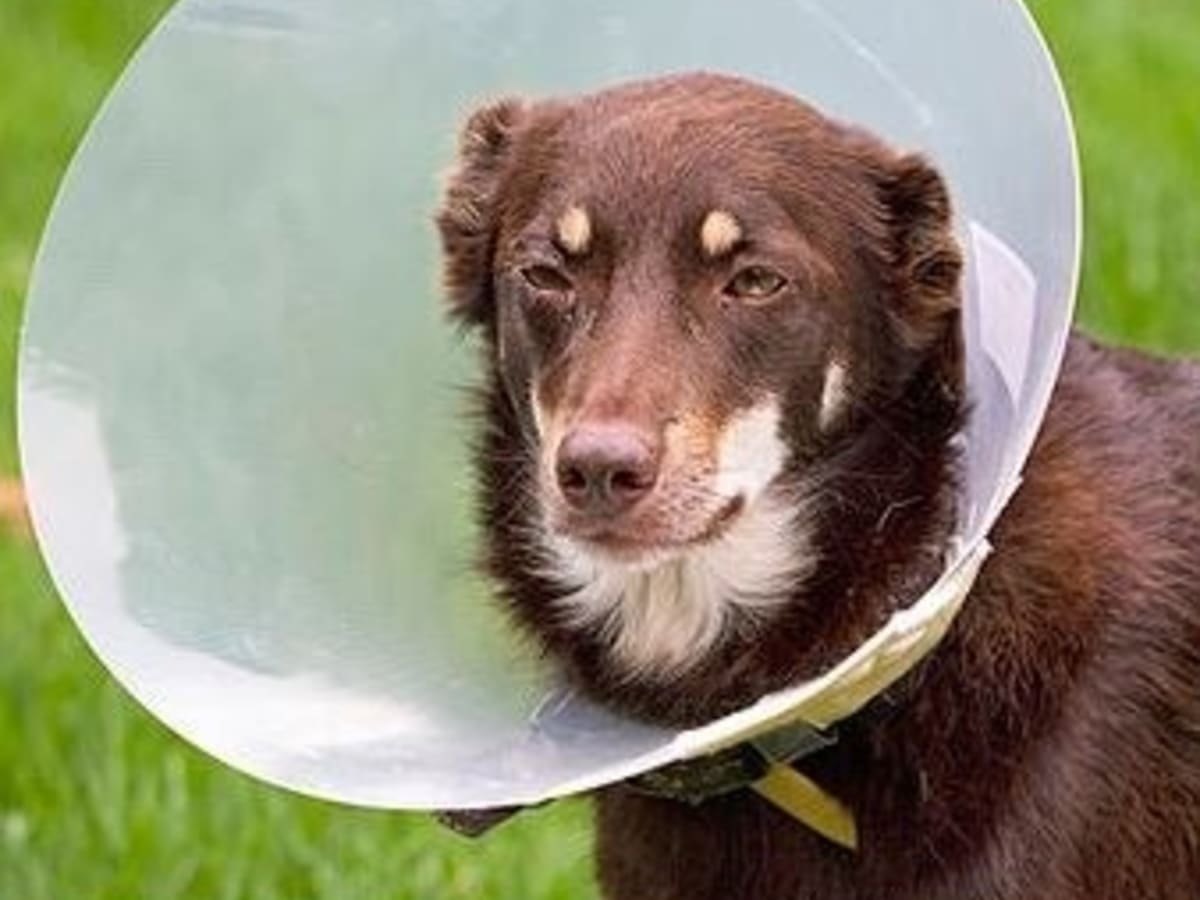 Dog Word of the Day Elizabethan Collar Dog Discoveries