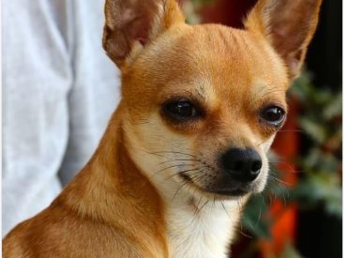 Chihuahua molera helmet 2025