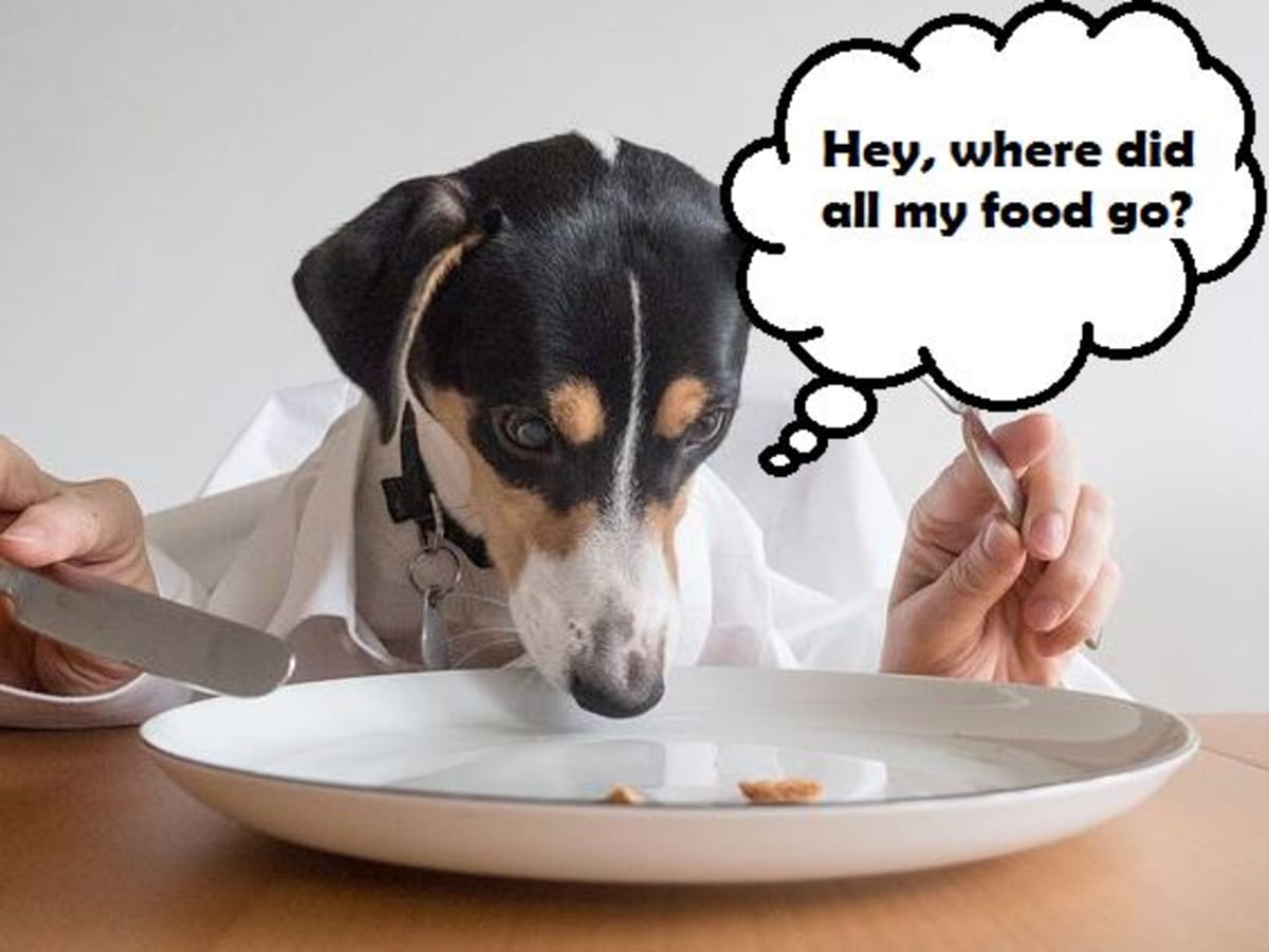 What s Up with Dogs Swallowing Kibble Without Chewing Dog