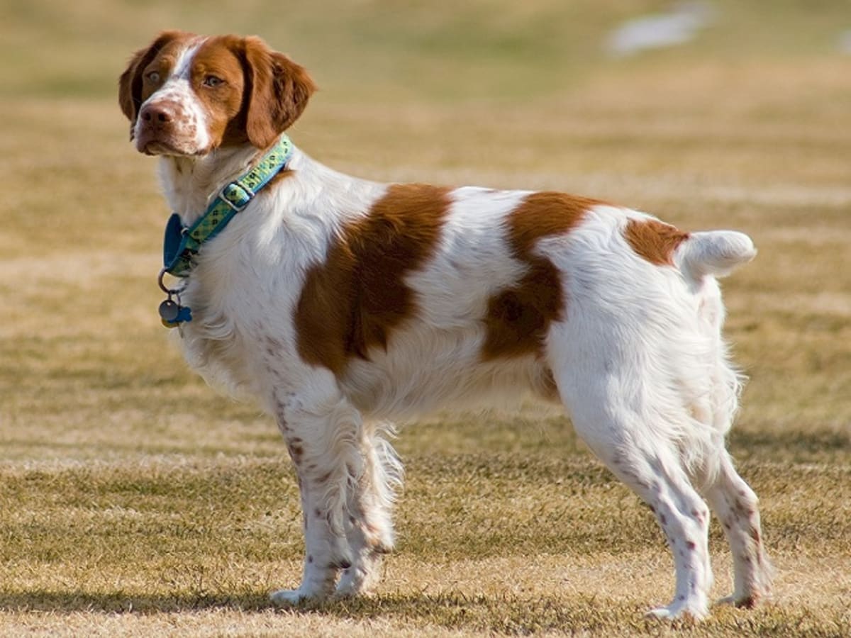 Dogs like brittany spaniel new arrivals