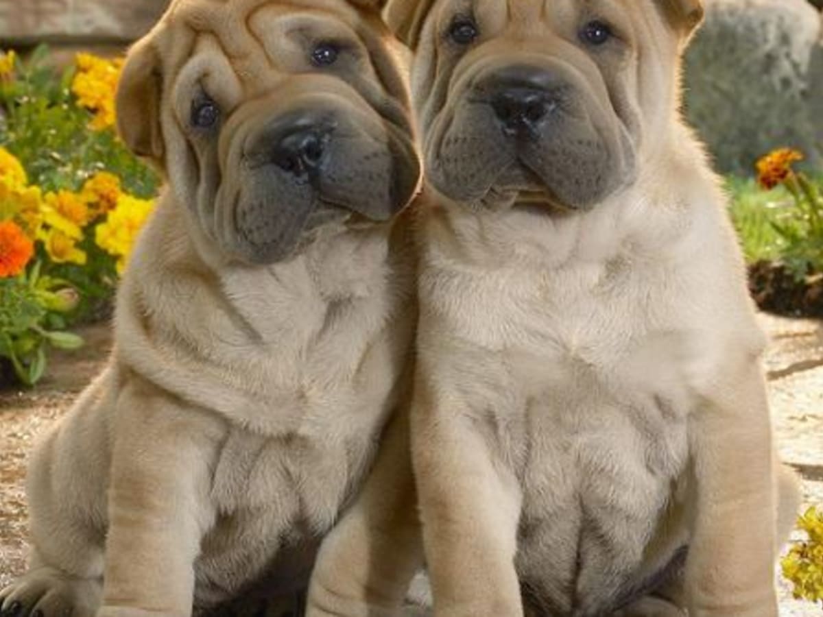 Dog breed with a lot of wrinkles new arrivals