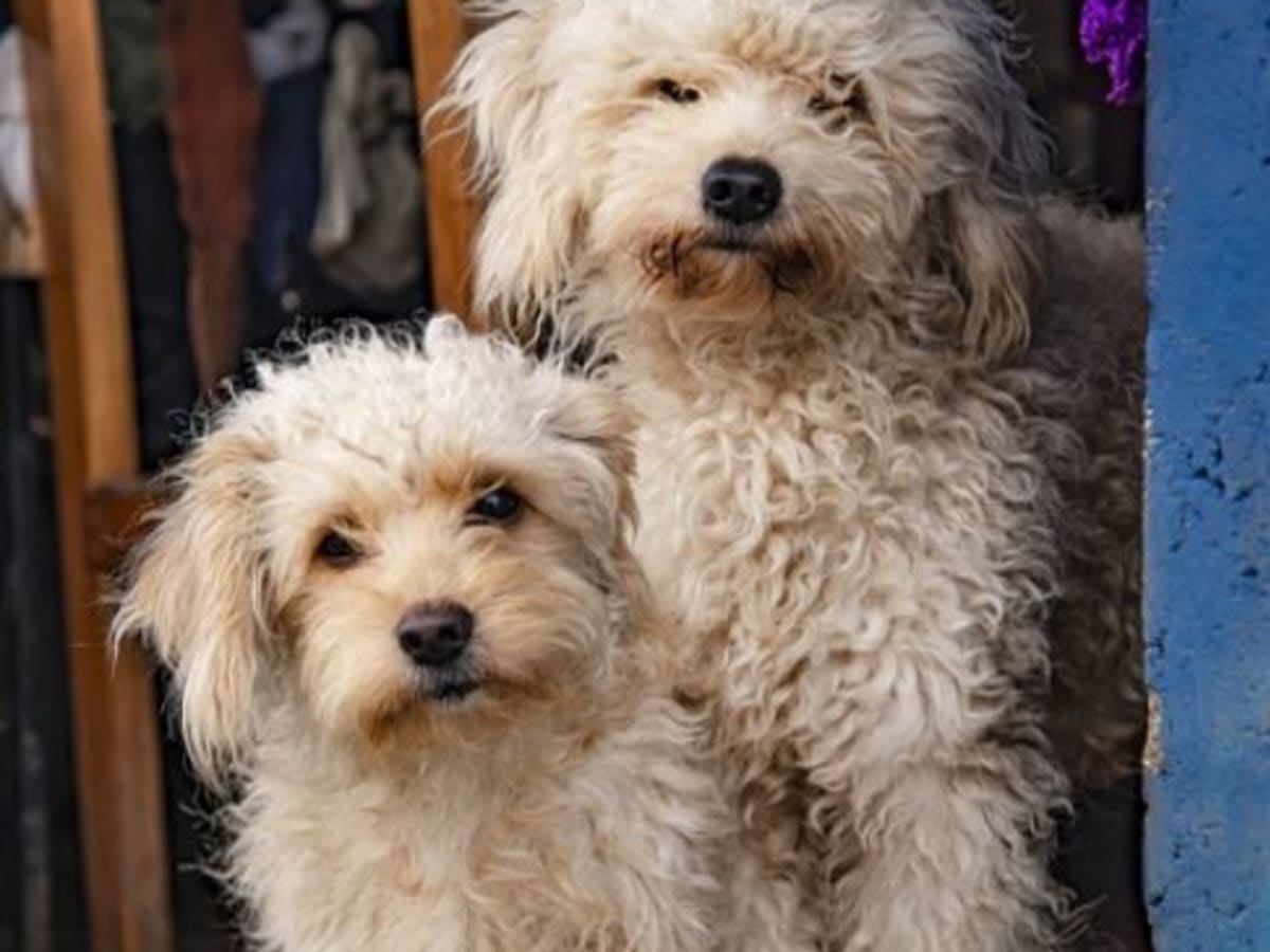 Can a big dog get a best sale little dog pregnant