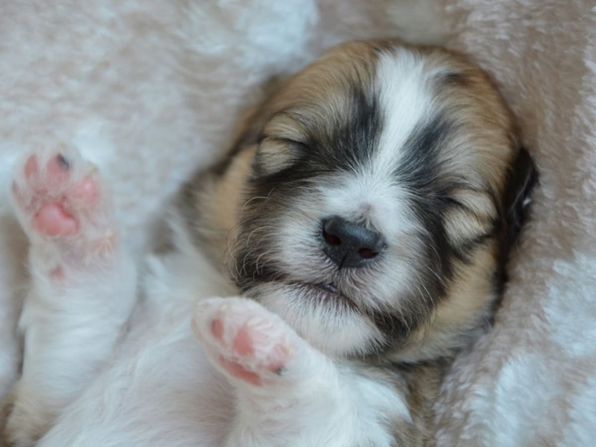 Ask the Vet What Causes Diarrhea in Newborn Puppies Dog