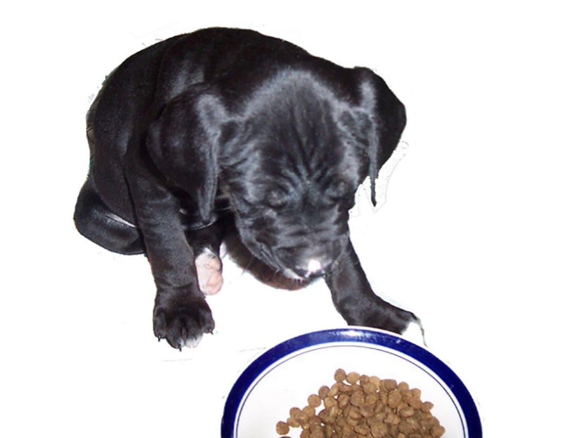 When should you stop feeding cheap puppy food