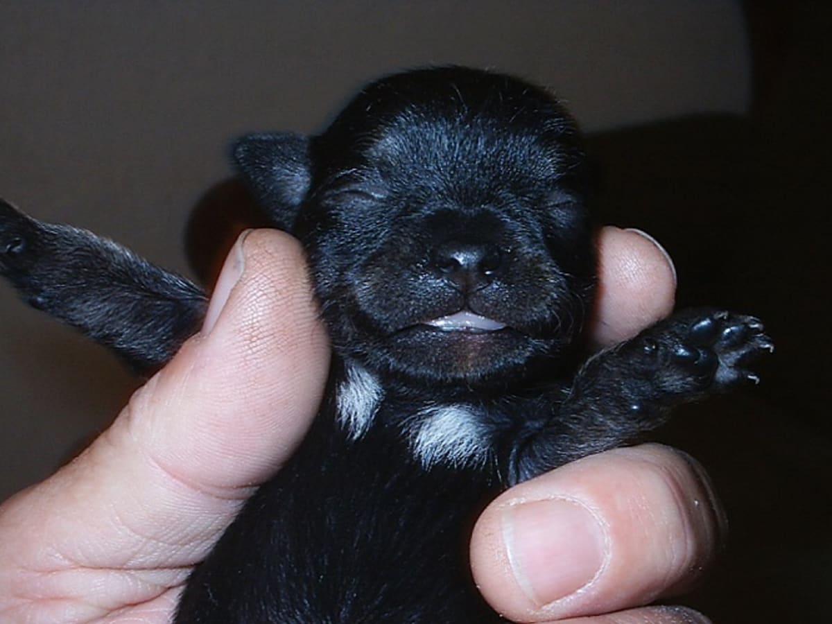 Aspiration Pneumonia in Newborn Puppies Dog Discoveries