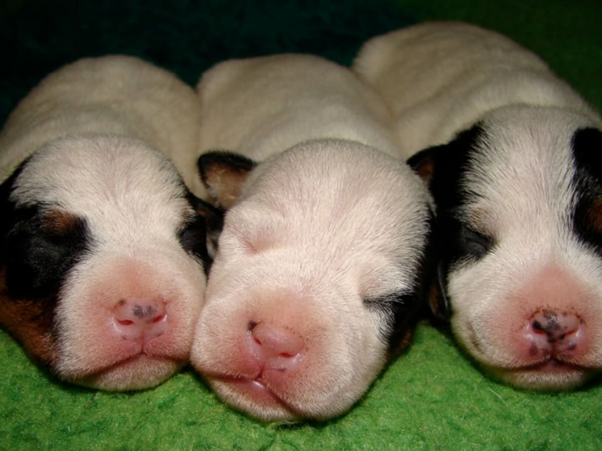 2 month old puppy crying online