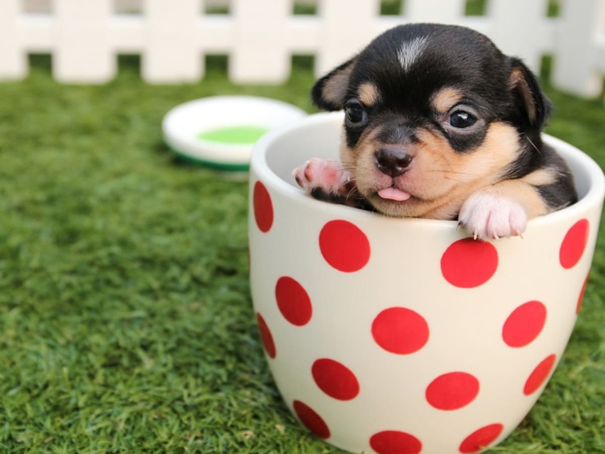 How many times can top you breed a dog