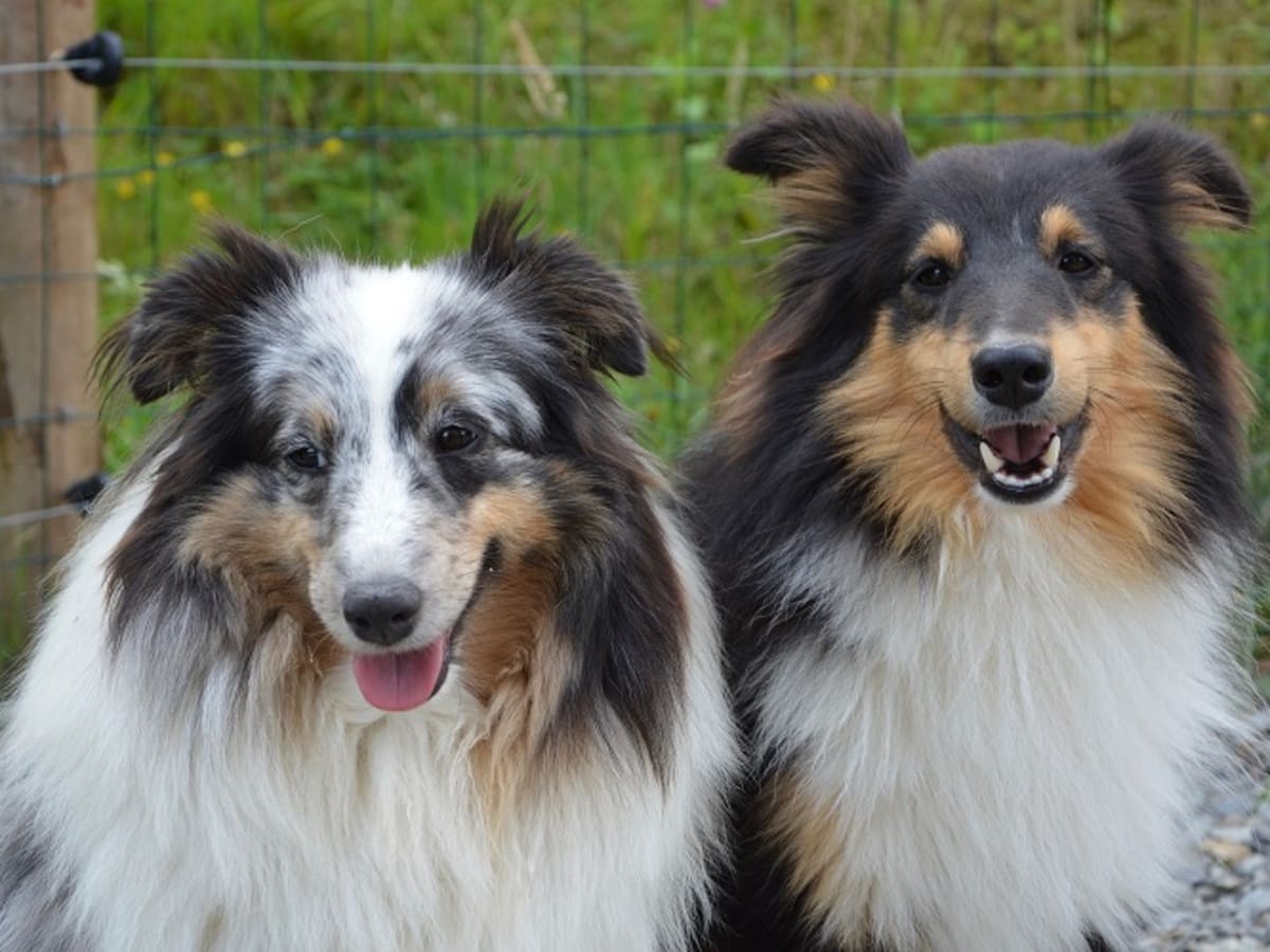 Do dogs have to lock to get best sale pregnant